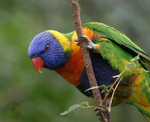 Rainbow Lorikeet 9Y209D-178.JPG